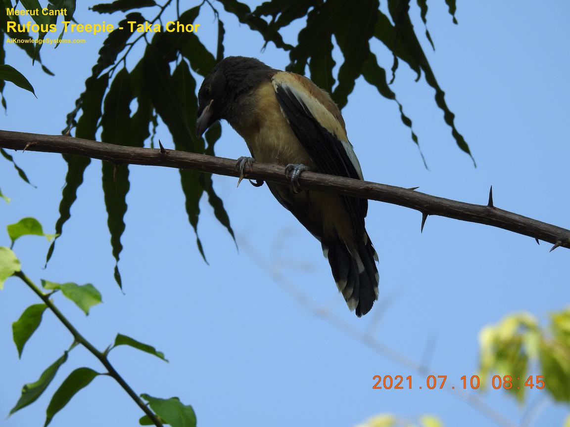 Rufous Treepie (64) Coming Soon